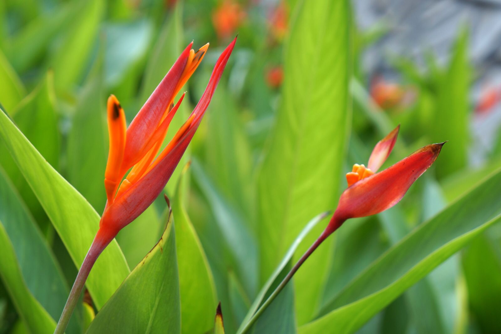 Sony Alpha NEX-F3 + Sony E 18-55mm F3.5-5.6 OSS sample photo. Red flowers, natural, large photography