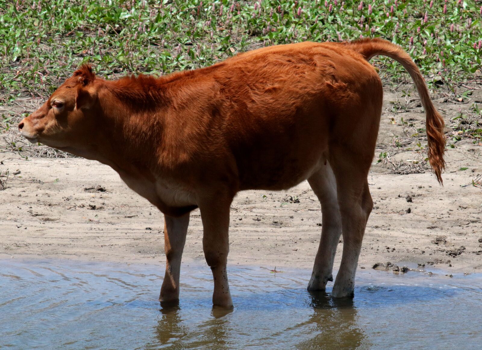 Canon EOS 7D Mark II sample photo. Calf, red, manzanares spain photography