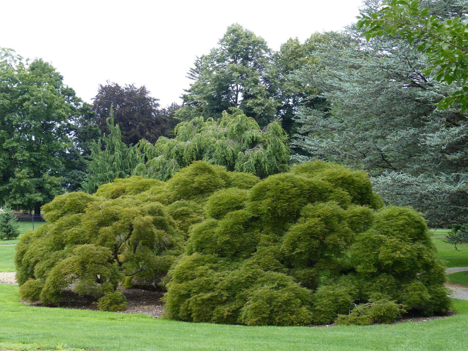 Panasonic Lumix DMC-FZ200 sample photo. Evergreen, hedge, nature, park photography