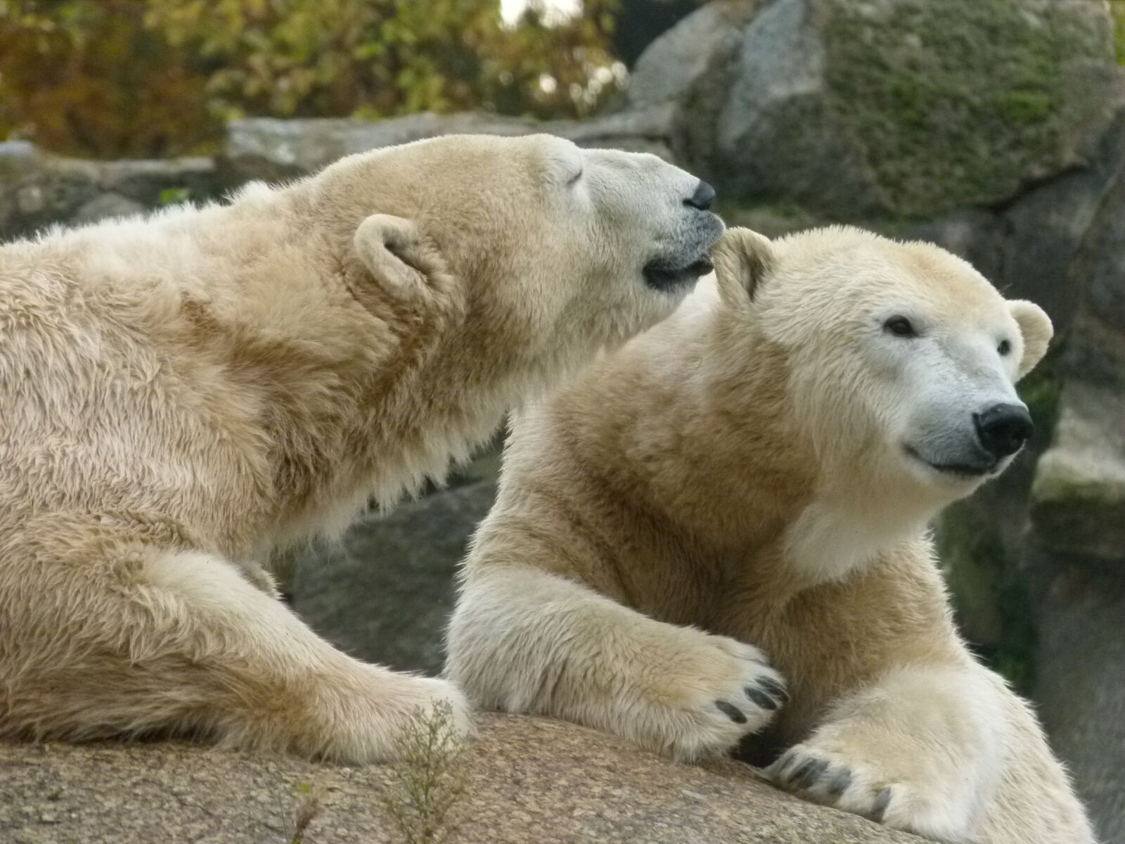Panasonic Lumix DMC-FZ100 sample photo. Berlin, zoo, polar bears photography