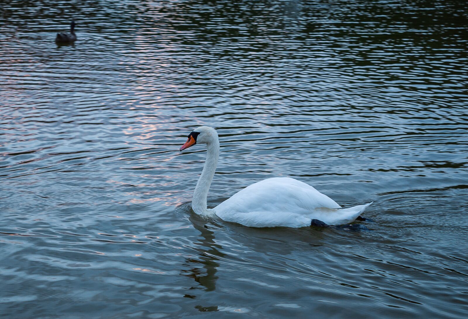 Nikon D3200 sample photo. Bird, nature, lake photography