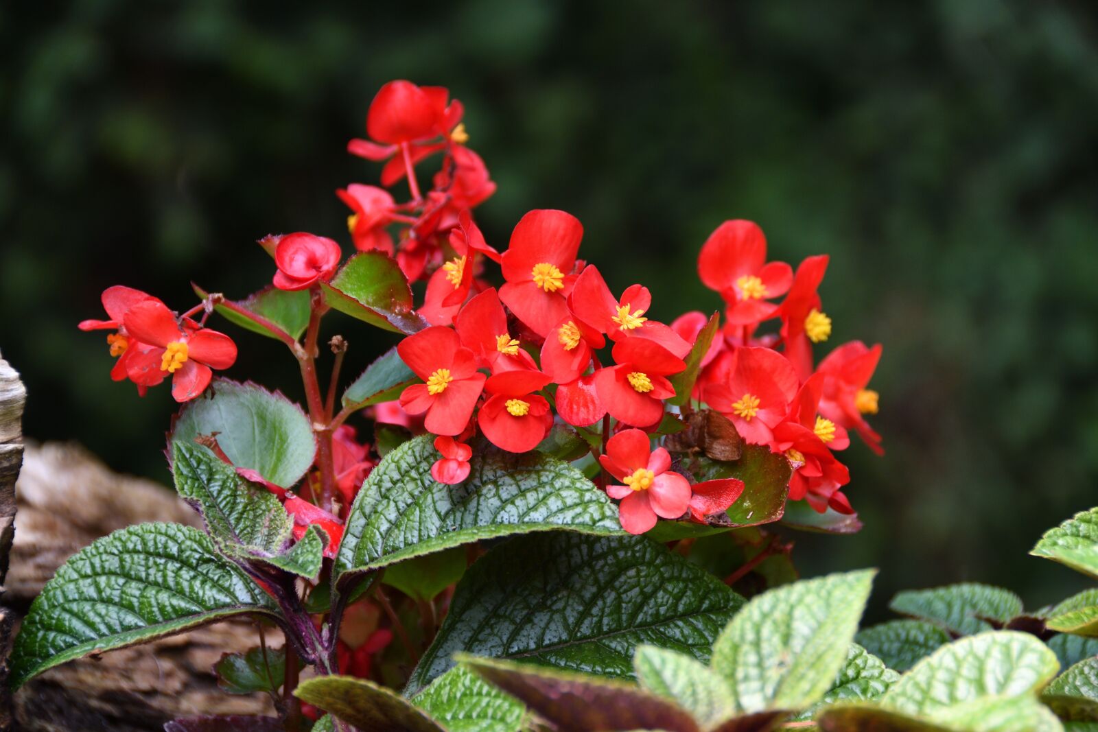 Nikon D500 sample photo. Flowers, red, garden photography