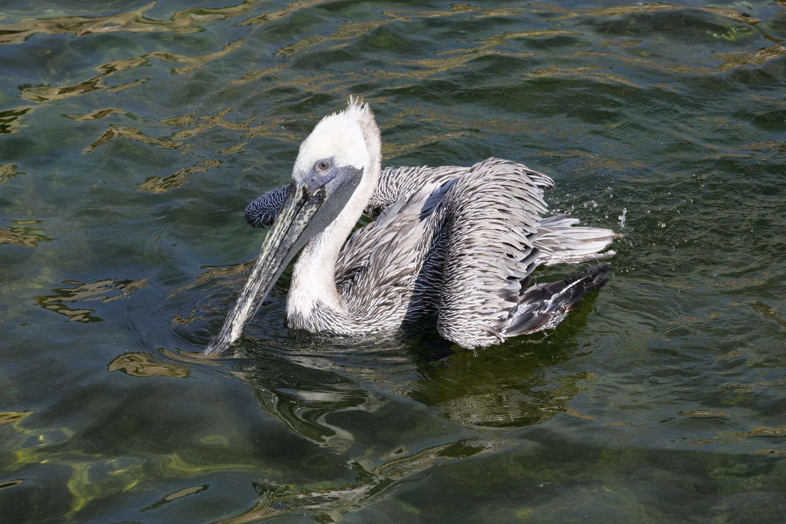Panasonic Lumix DC-G9 sample photo. Animal world, birds, pelikan photography