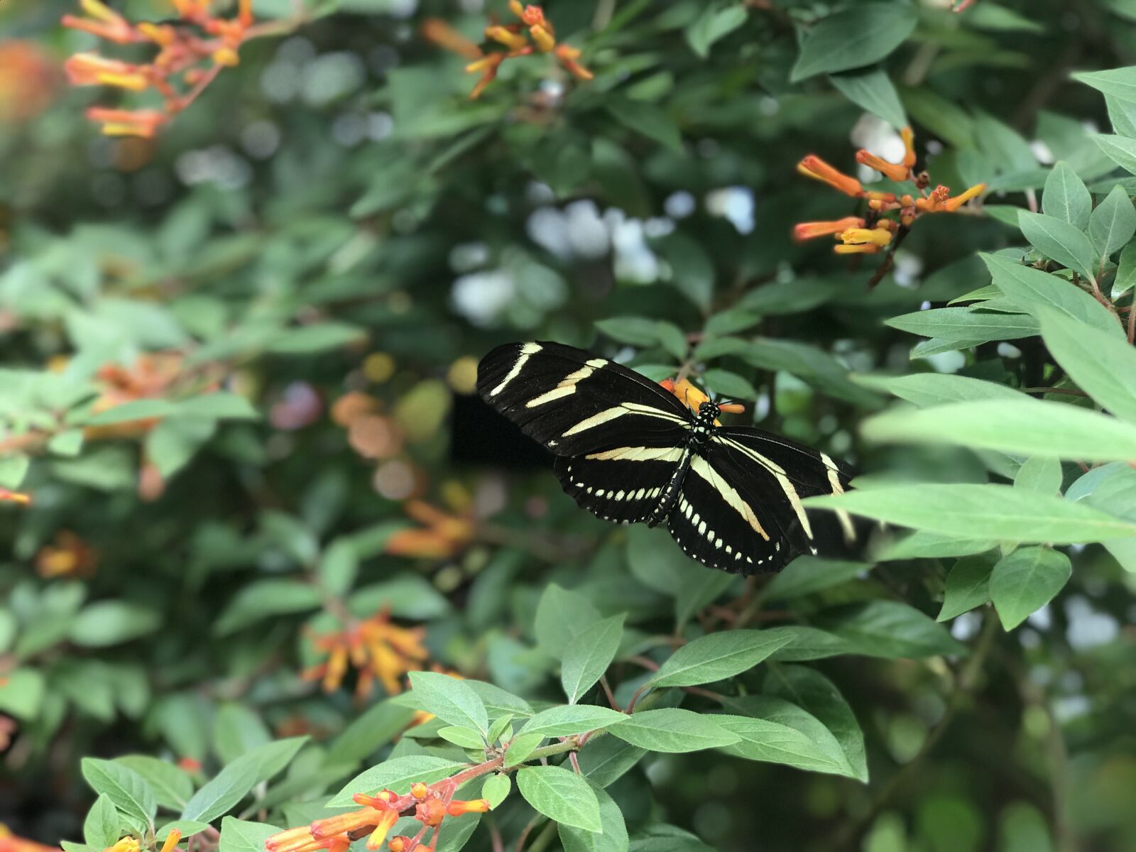 Apple iPhone 7 Plus sample photo. Butterfly, garden, nature photography