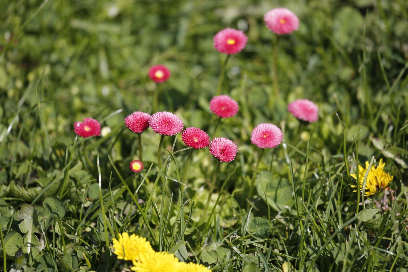 Canon EF 100-400mm F4.5-5.6L IS USM sample photo. Meadow, green, landscape photography