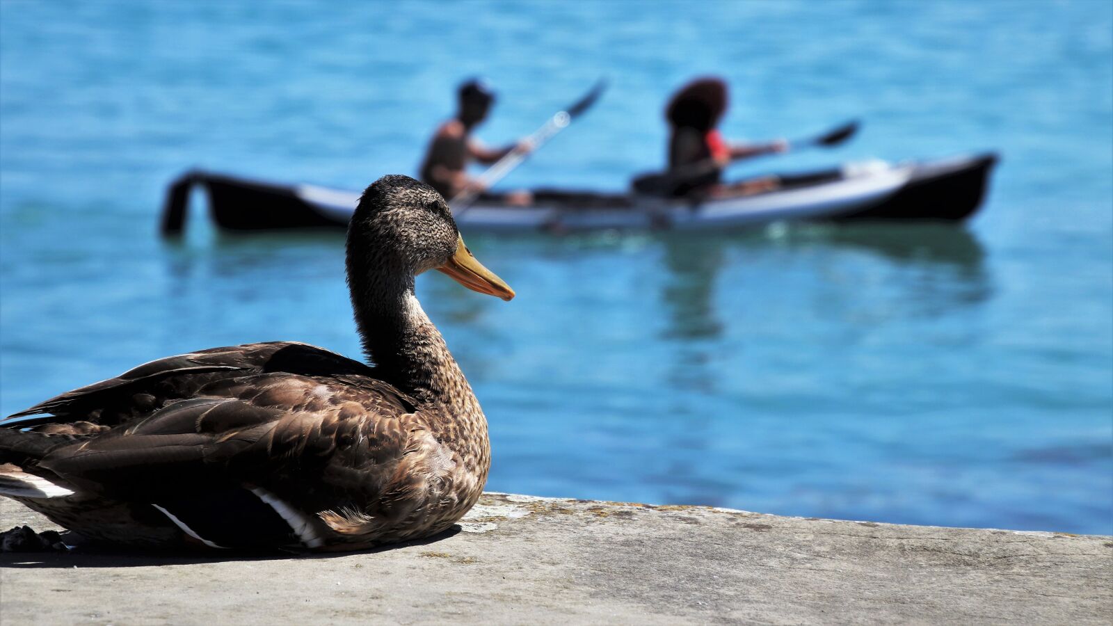 Canon EOS 80D sample photo. Sitting, duck, looks photography