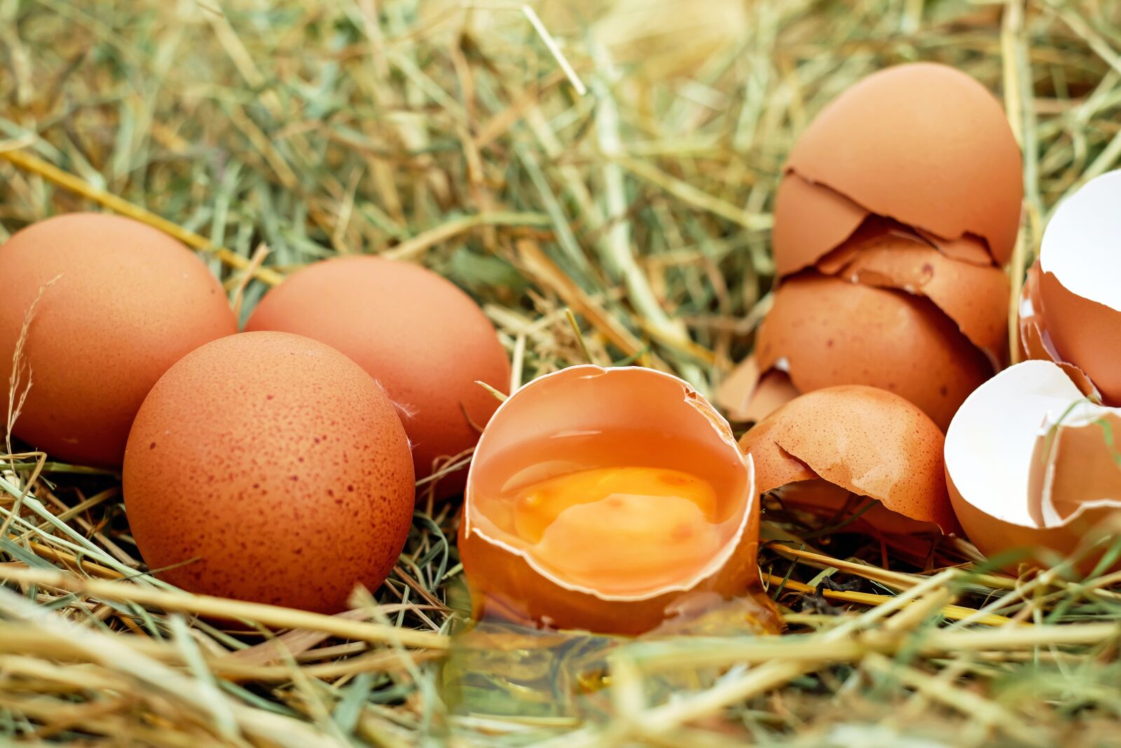 Fujifilm X-T10 + Fujifilm XF 35mm F1.4 R sample photo. Egg, chicken eggs, raw photography
