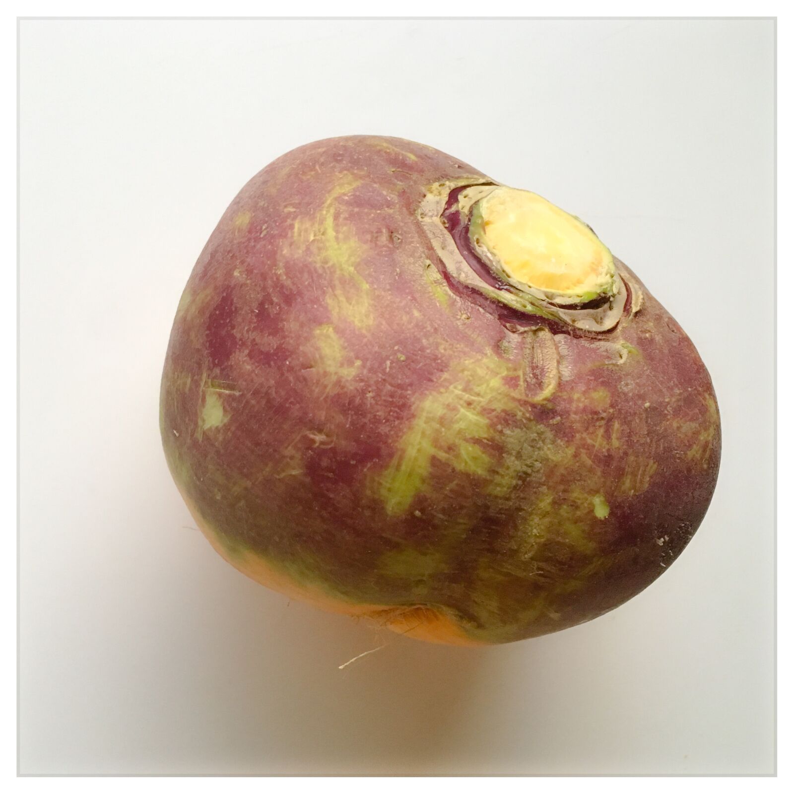 Apple iPhone 6s sample photo. Turnip photography