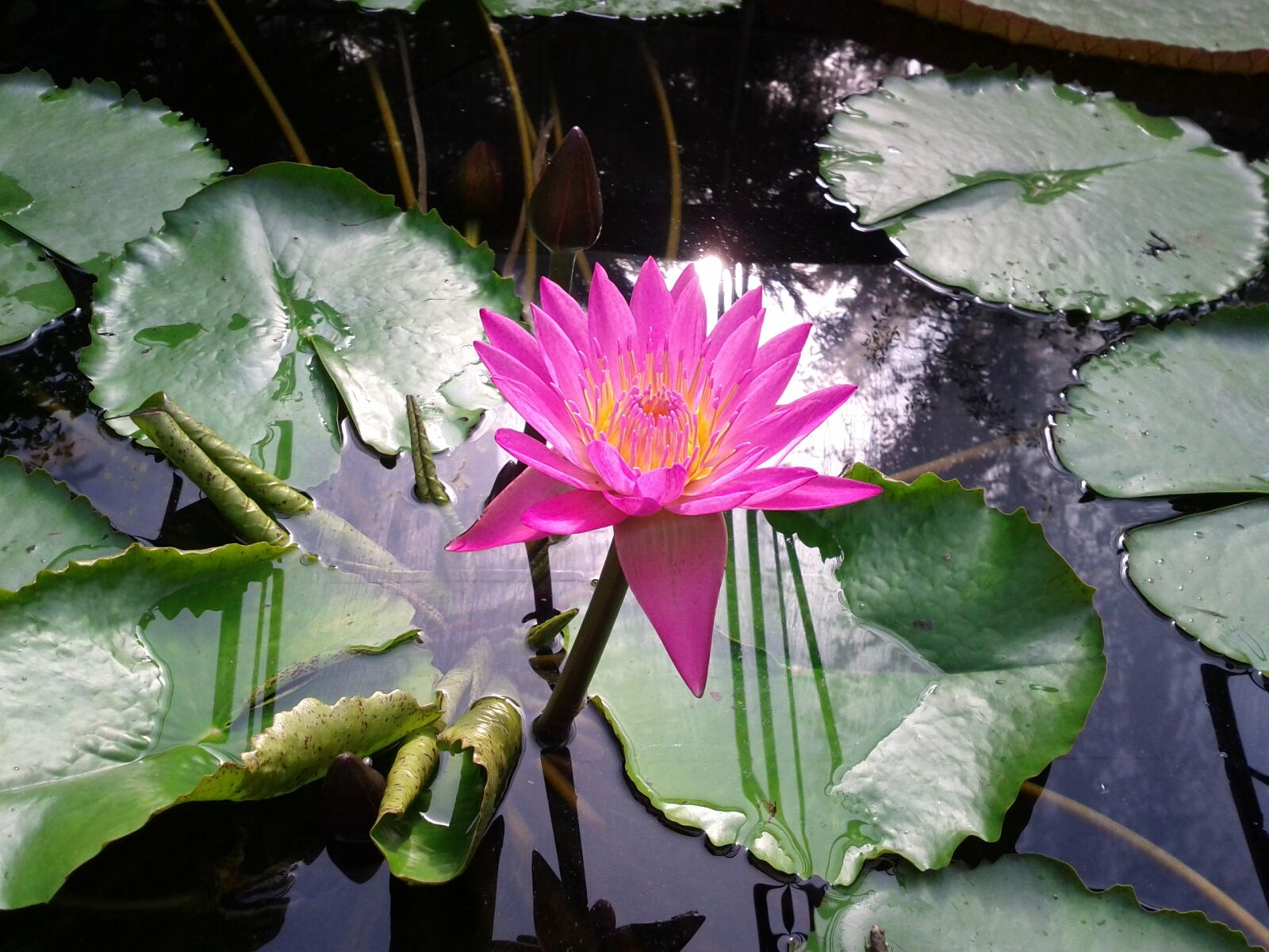 Google Nexus S sample photo. Lotus, nature, aquatic plant photography