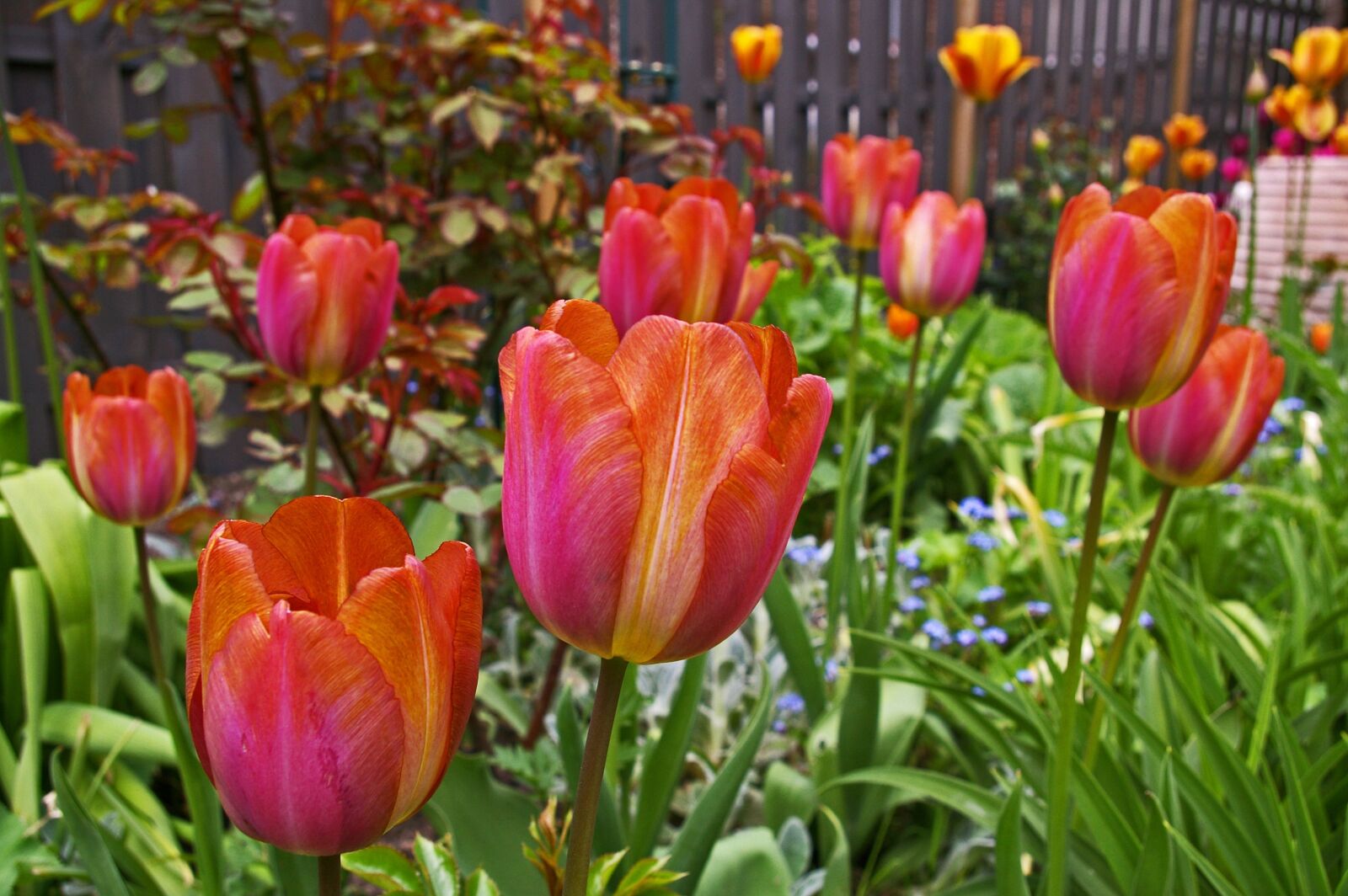 Pentax *ist DL2 sample photo. Tulips, garden, spring photography