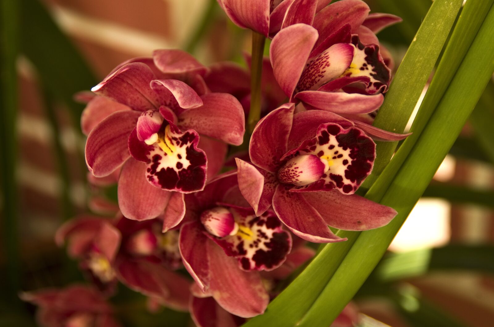 Pentax K-30 sample photo. Orchids, flower, garden photography
