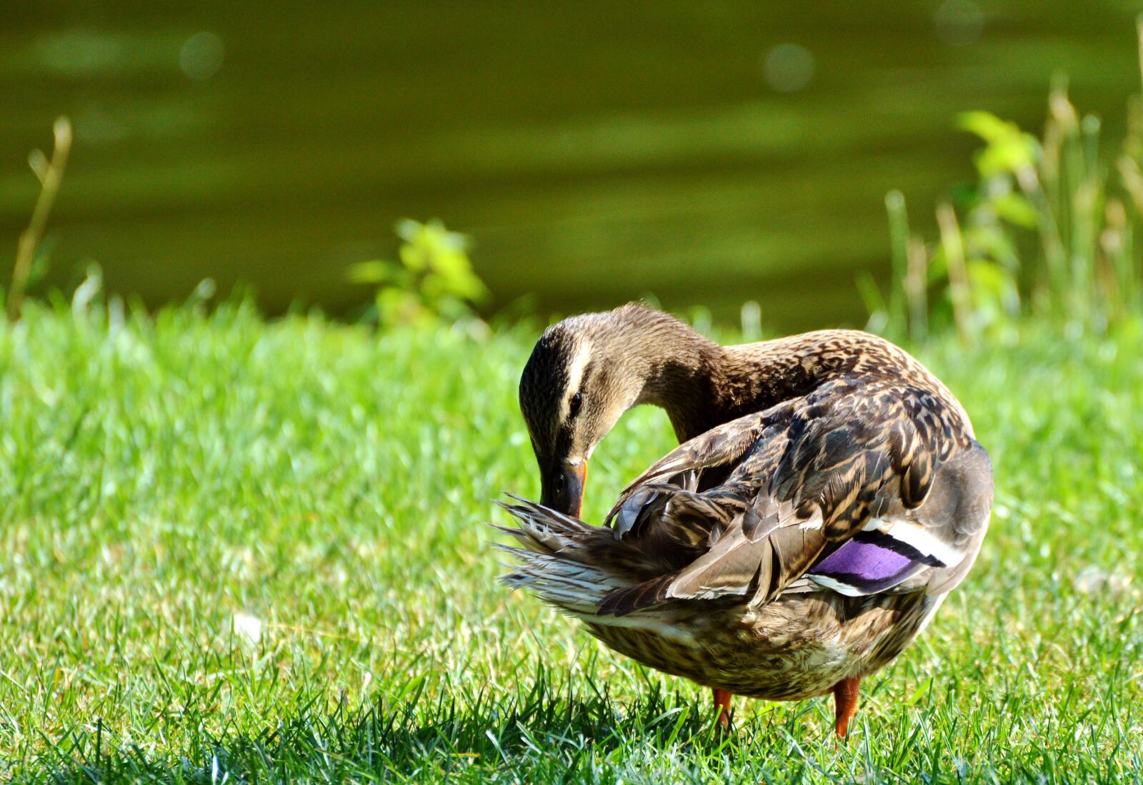 Nikon D3200 sample photo. Ducks, waterfowl, mallard photography