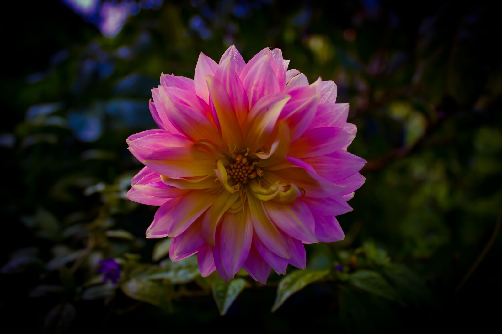 Canon EF-S 18-55mm F3.5-5.6 IS sample photo. Flower, flowers, beautiful photography