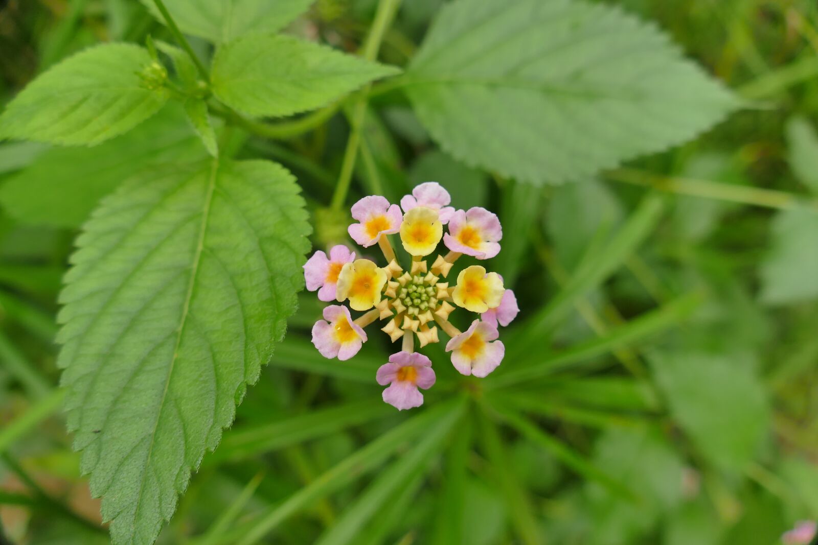 Panasonic Lumix DMC-FZ1000 sample photo. Lantana, blossom, bloom photography