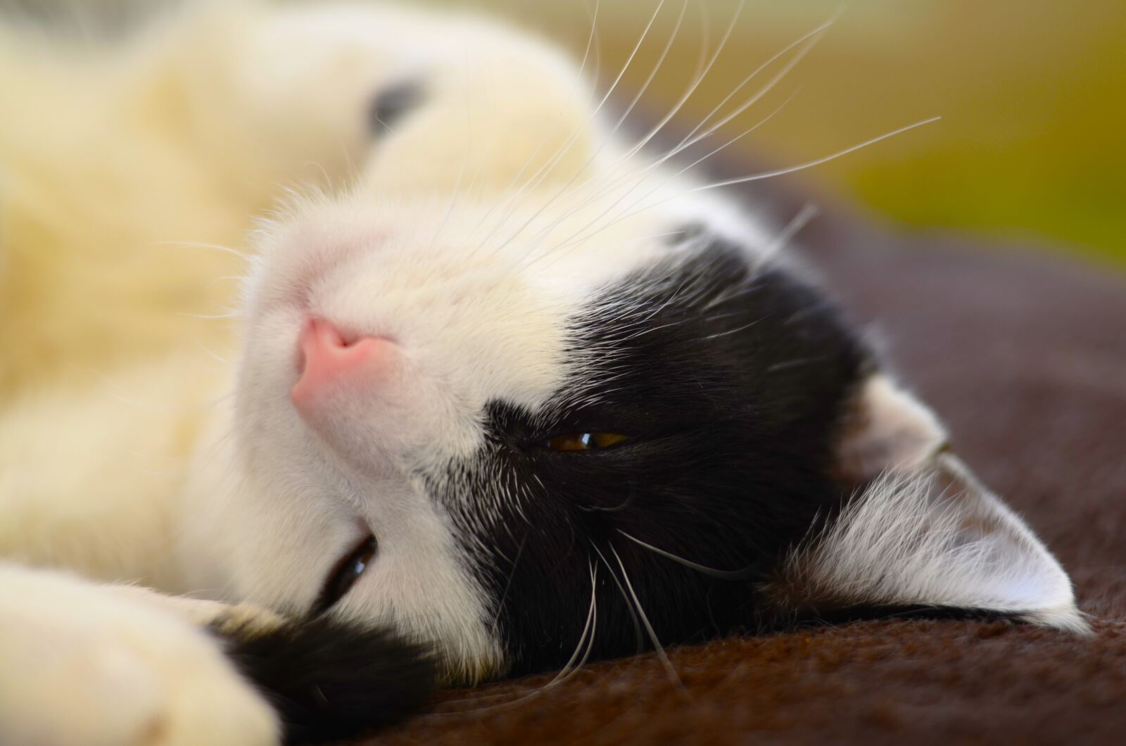 Nikon D5100 sample photo. Cat, macro, close up photography