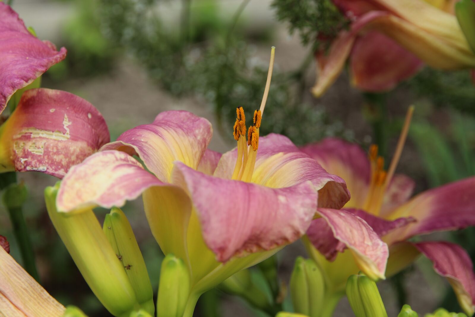 Canon EOS 650D (EOS Rebel T4i / EOS Kiss X6i) sample photo. Day-lily, flower, pink photography