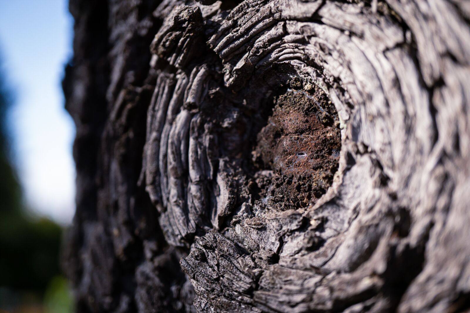 Sony a6000 sample photo. Forest, macro, tree bark photography