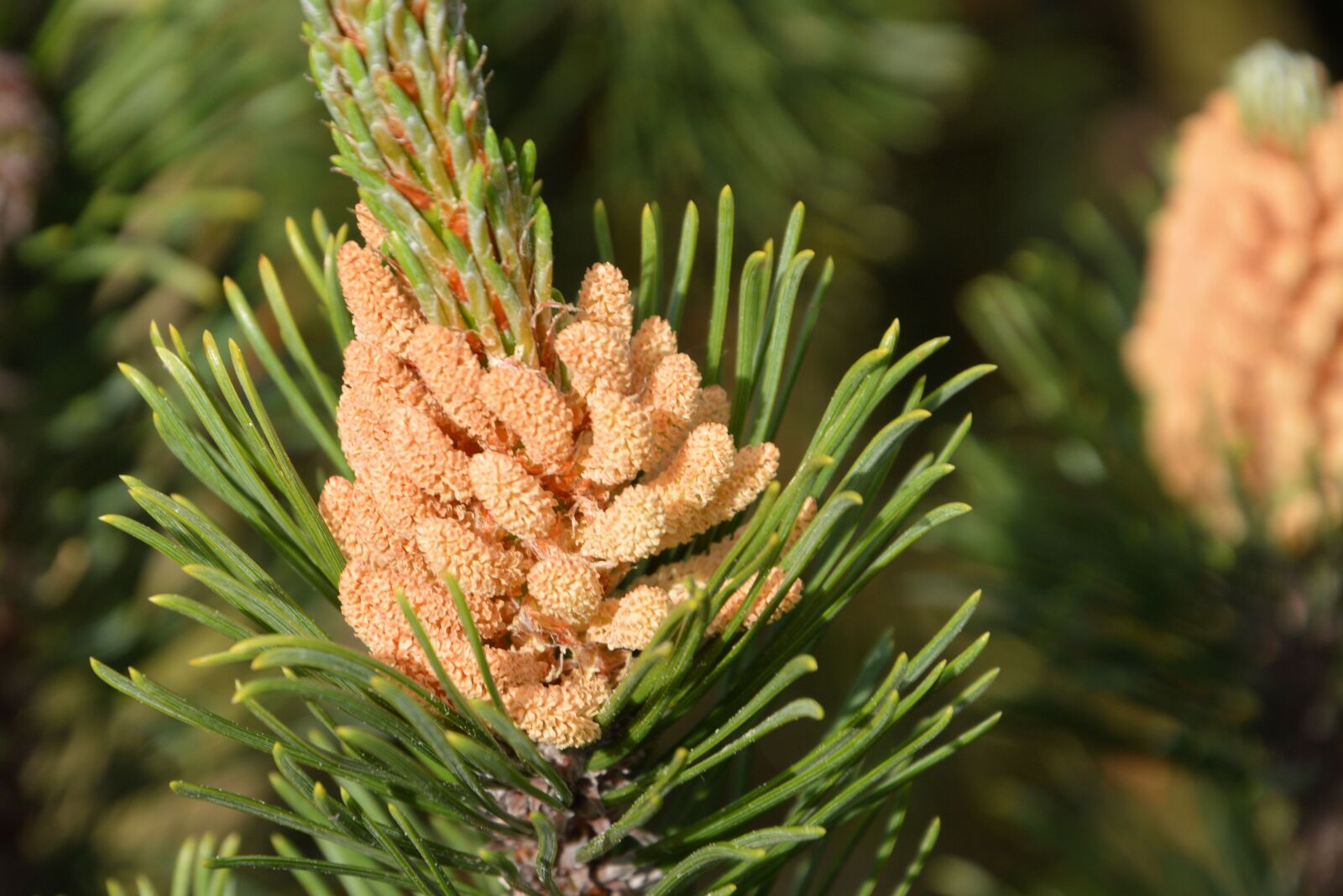 Nikon D3200 sample photo. Pine, pine cones, tap photography