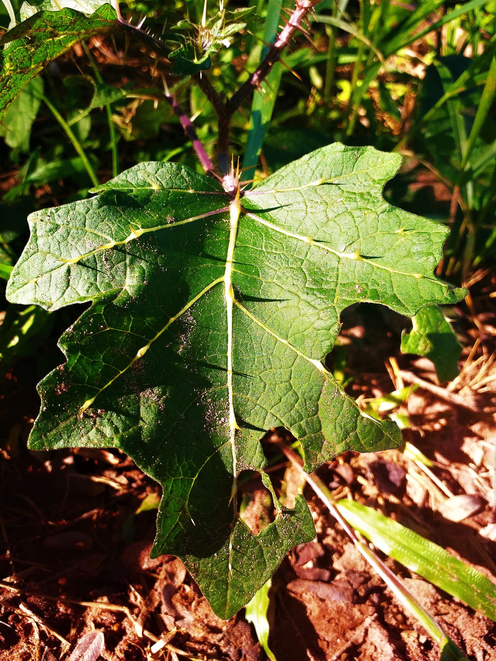 Samsung Galaxy J6+ sample photo. Sheets, nature, spring photography