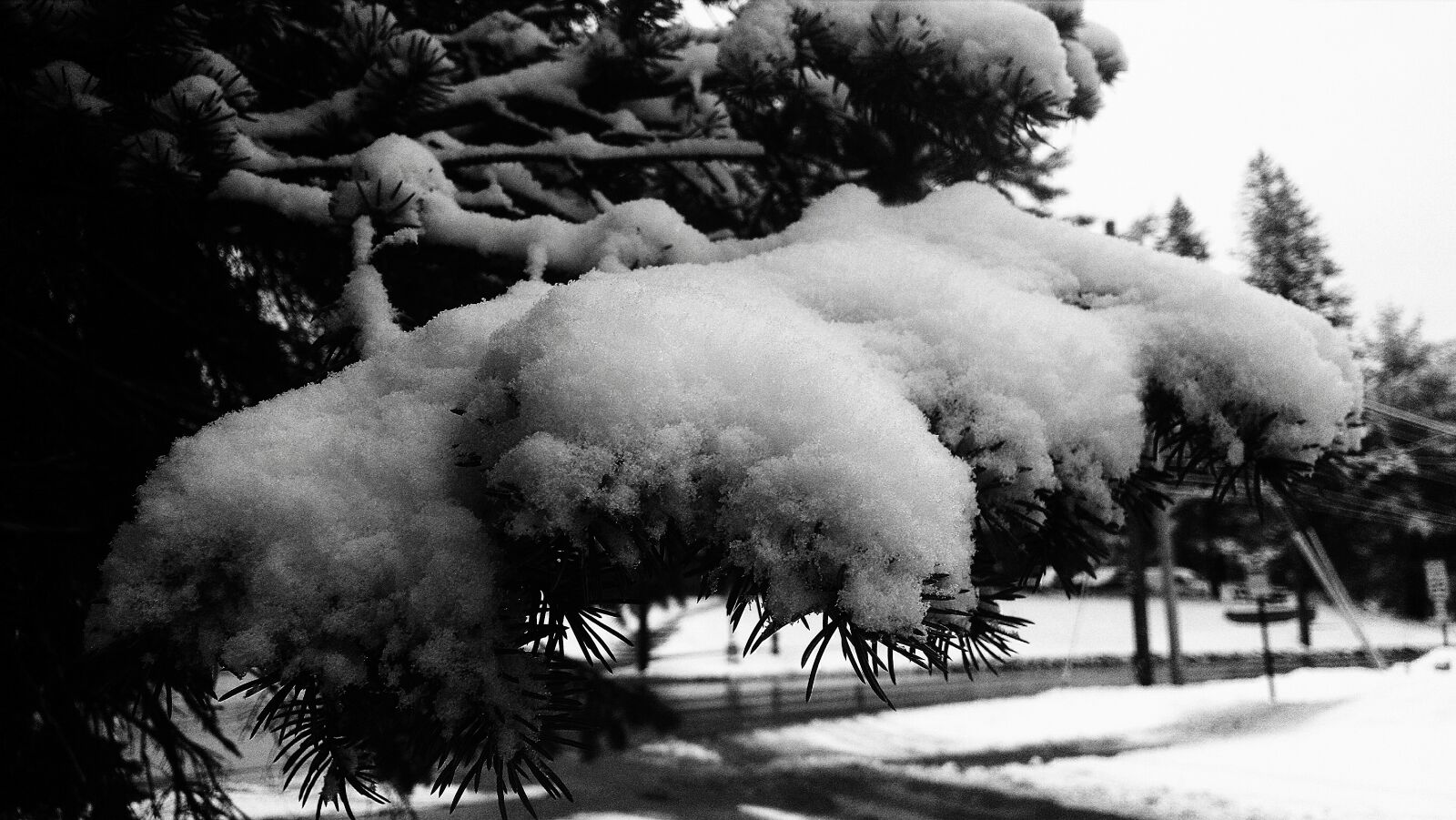 Motorola Moto X (1st Gen) sample photo. Pine, snow, spring, tree photography