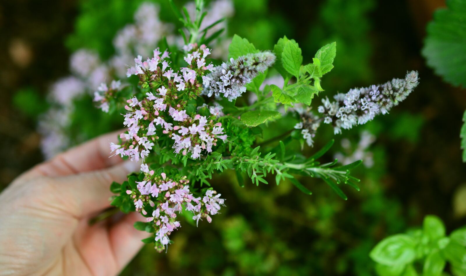 Nikon D5200 sample photo. Culinary herbs, herbs flowers photography