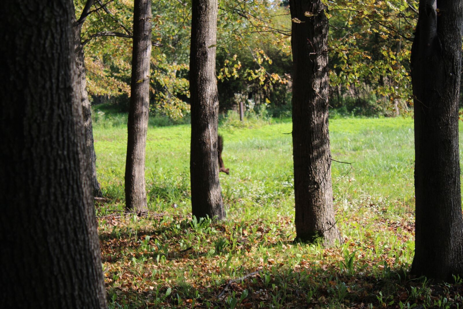 Canon EOS 1300D (EOS Rebel T6 / EOS Kiss X80) sample photo. Autumn, it's time to photography