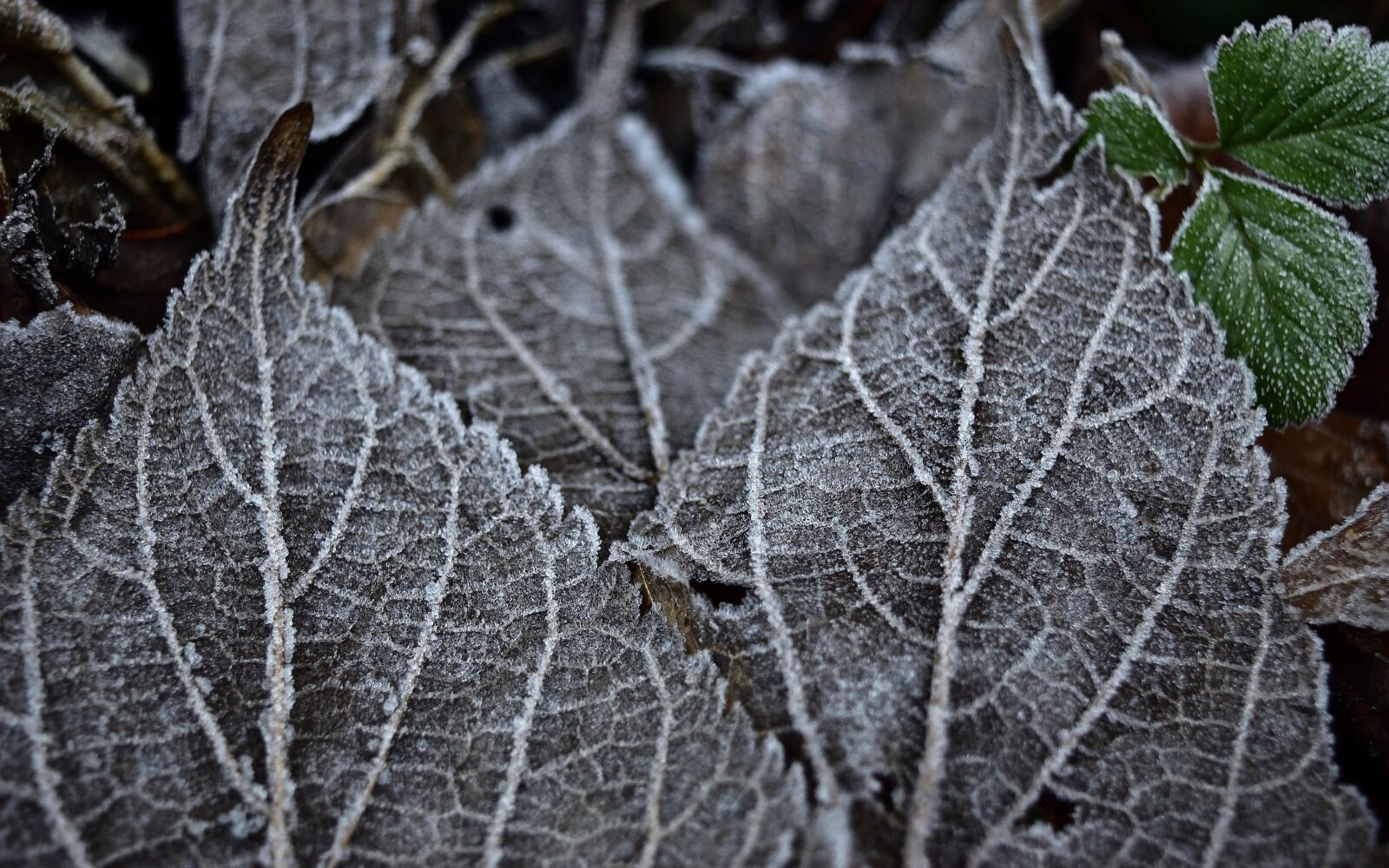 Nikon D3500 sample photo. Frost, ice, winter photography