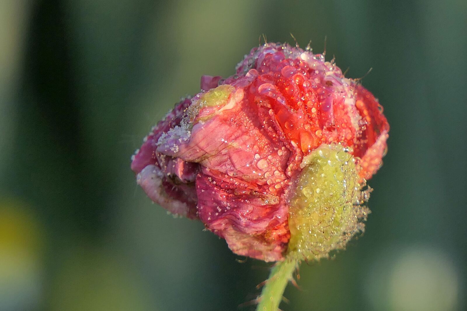 Panasonic Lumix DMC-FZ2500 (Lumix DMC-FZ2000) sample photo. Poppy flower, dewdrop, close photography