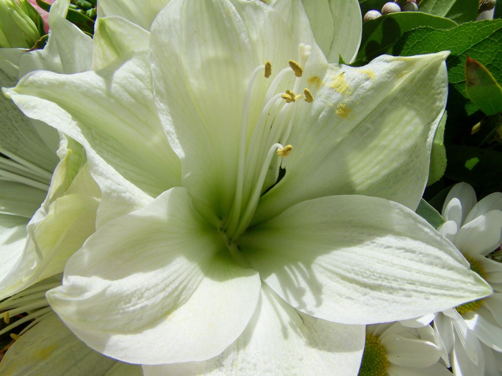 Kodak EASYSHARE ZD710 ZOOM DIGITAL CAMERA sample photo. Lily, white flower, garden photography