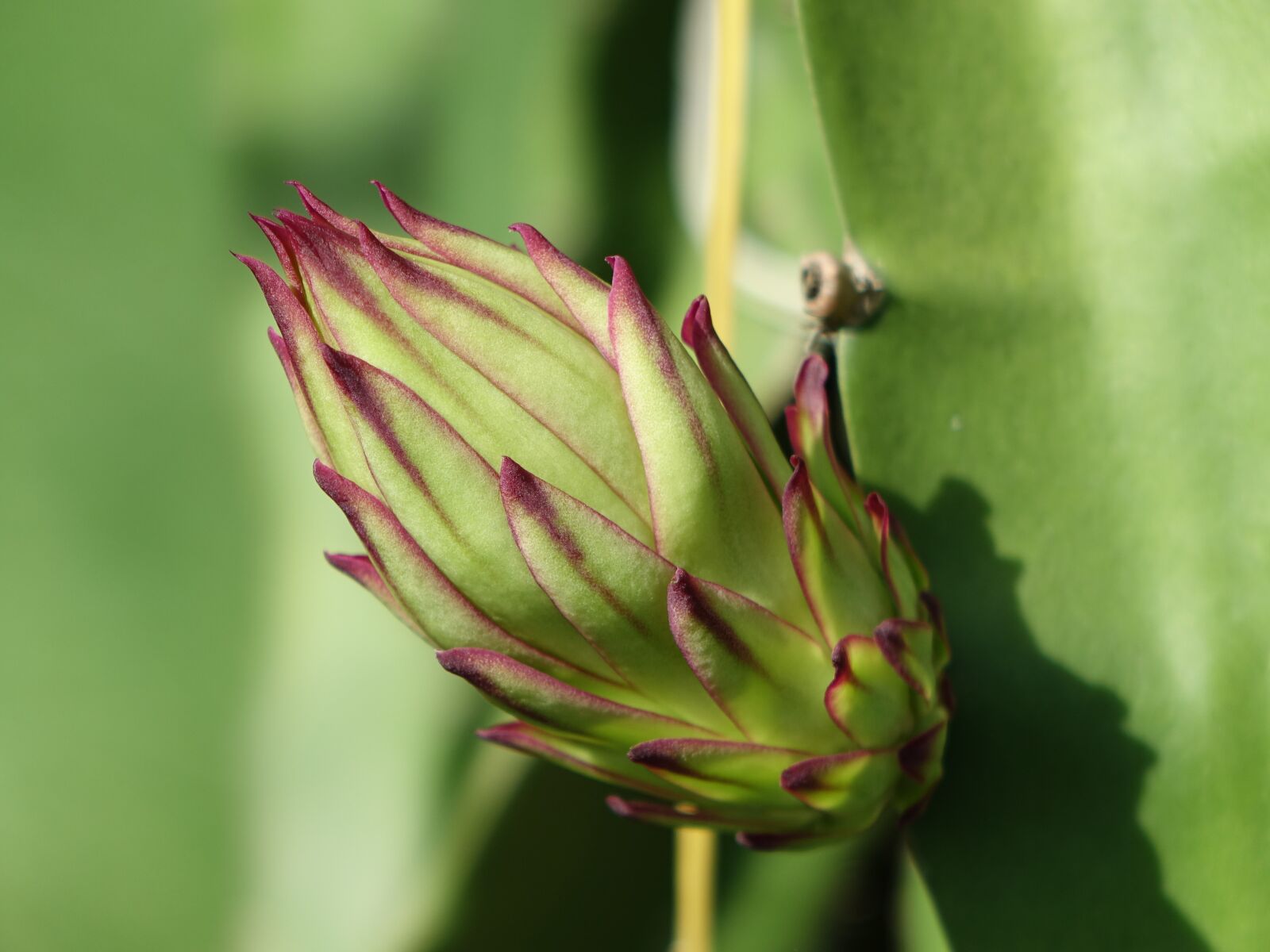 Sony Cyber-shot DSC-RX10 sample photo. The pods, pitaya flower photography