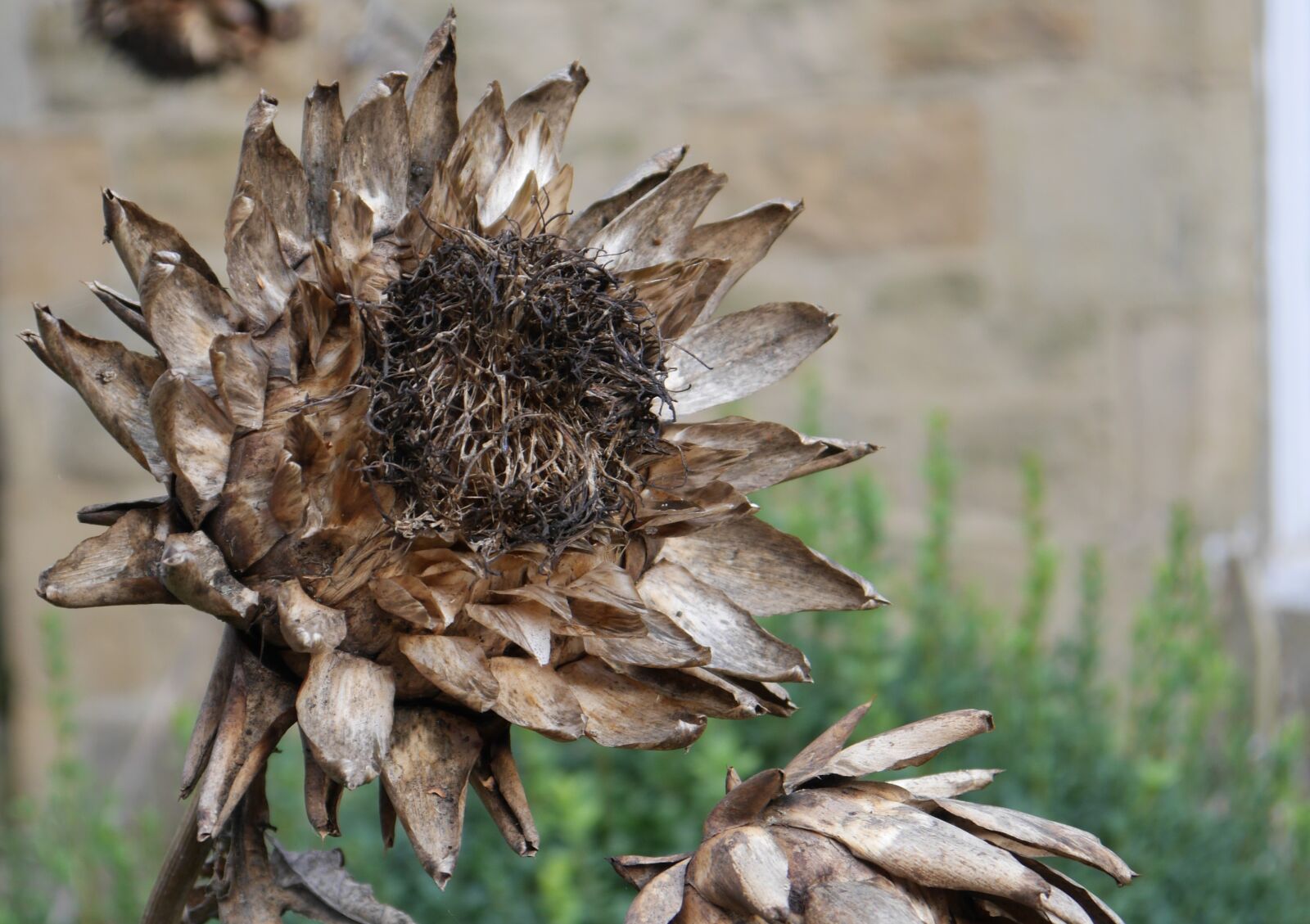 Panasonic Lumix DMC-GH3 sample photo. Artichoke, seedhead, dried photography