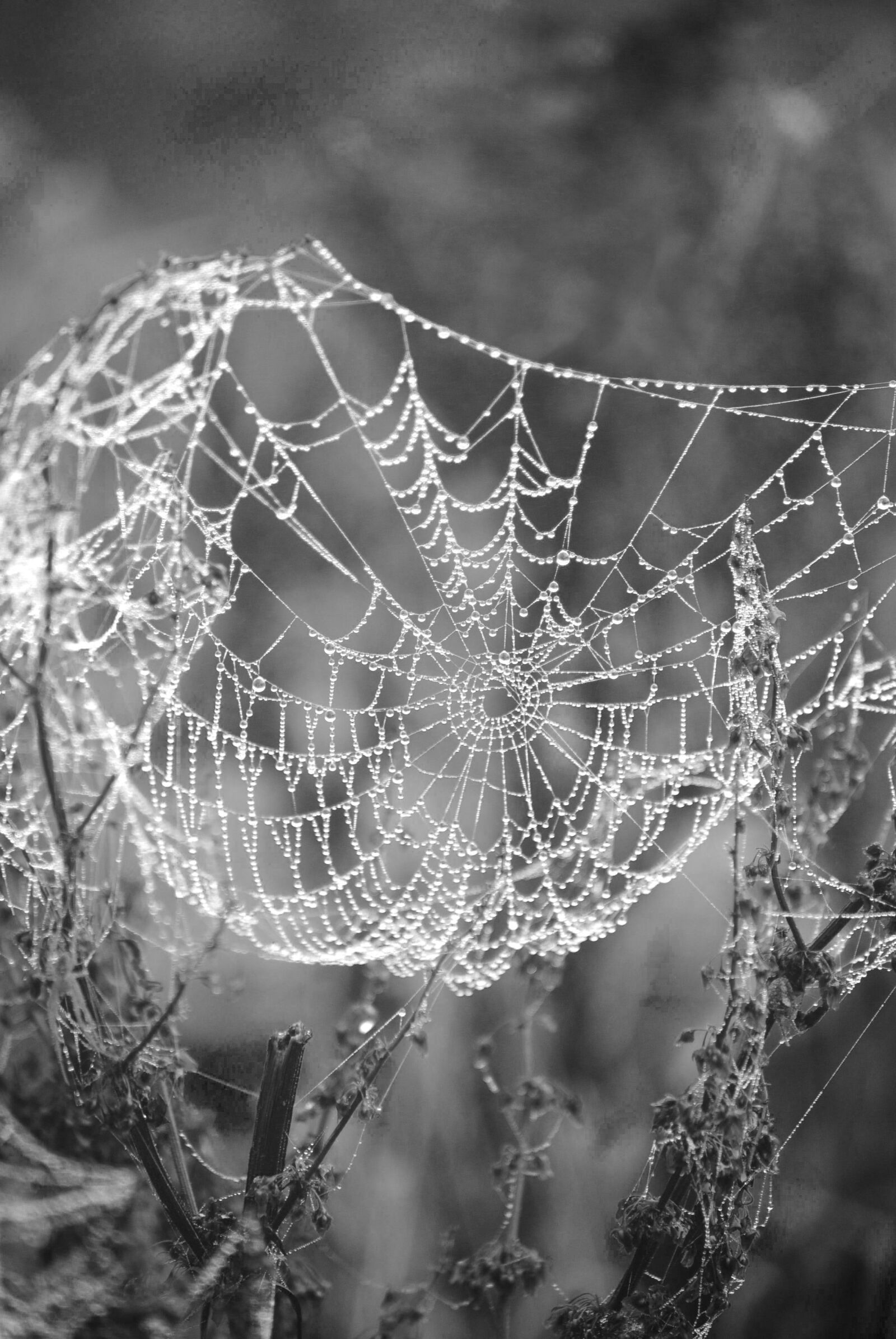 Nikon D3000 sample photo. Spider, web, monochrome photography