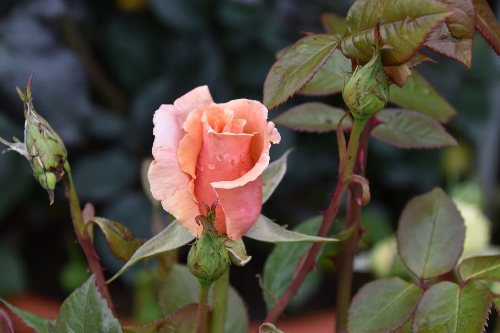 Nikon D5600 sample photo. Flower, pink flower, rosebush photography