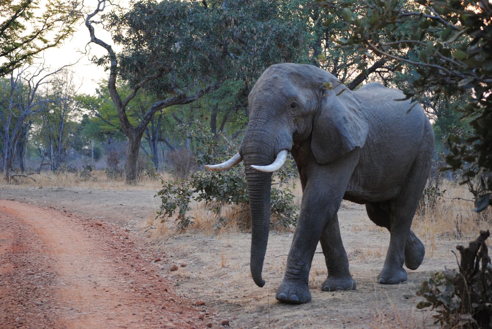 Nikon D3000 sample photo. Elephant, zambia, south luangwa photography