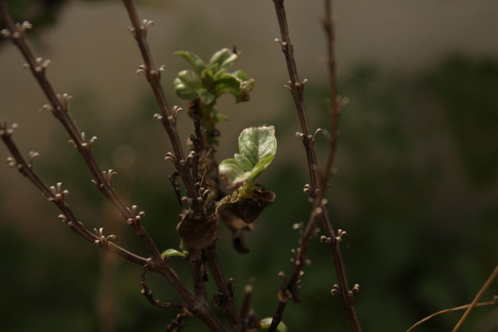 Canon EOS 700D (EOS Rebel T5i / EOS Kiss X7i) sample photo. Thiruneetru, pachai, plant photography