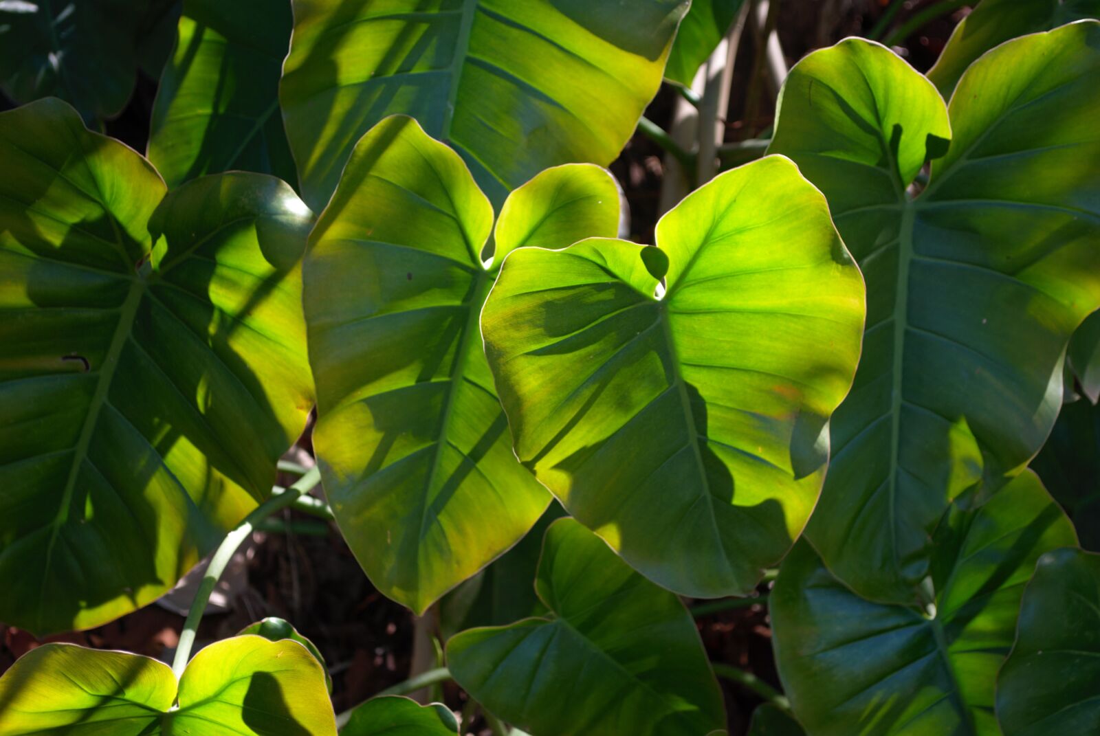 Nikon D60 sample photo. Nature, foliage, leaves photography