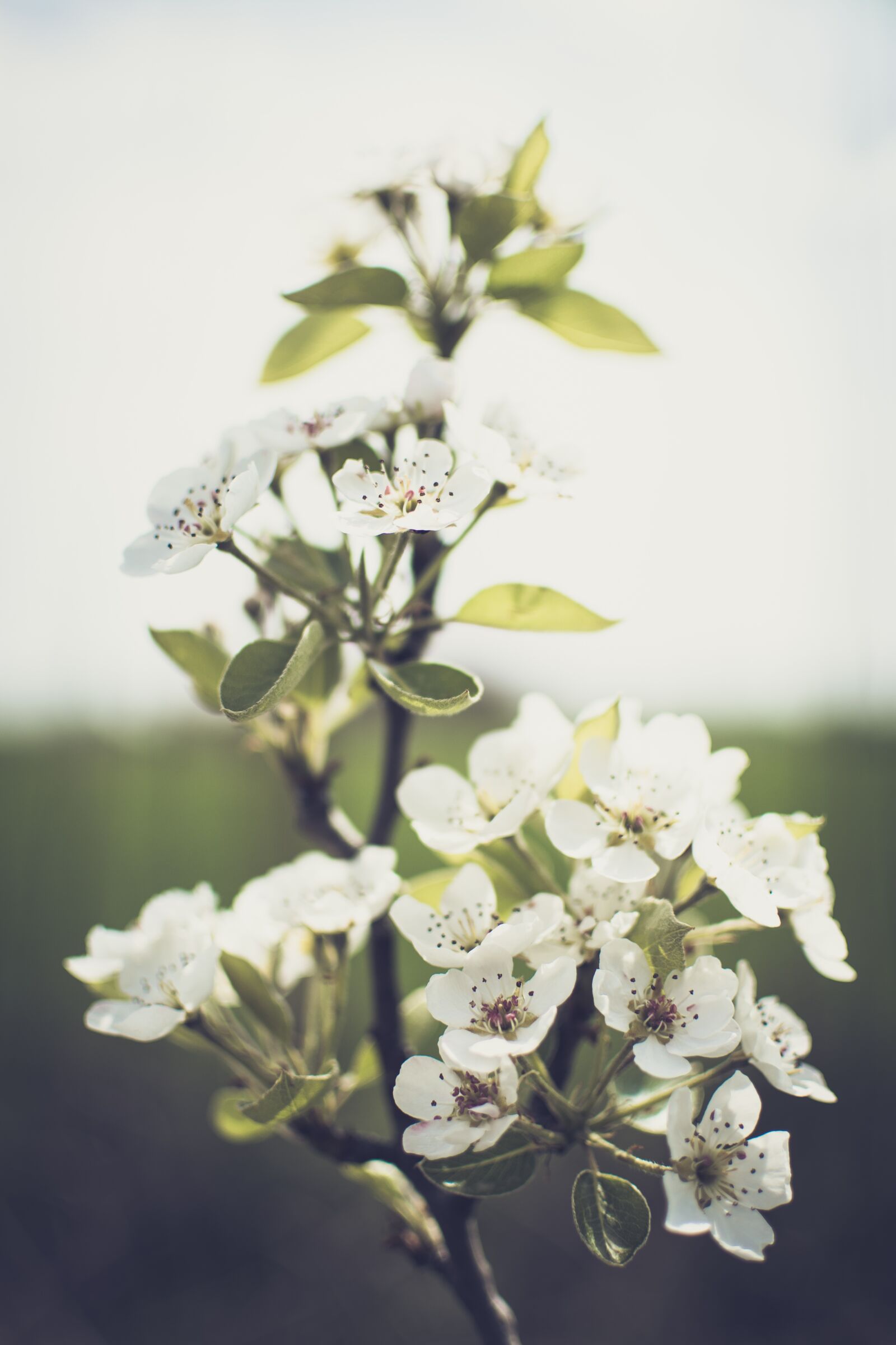 Nikon D7200 sample photo. Flower, plant, nature photography