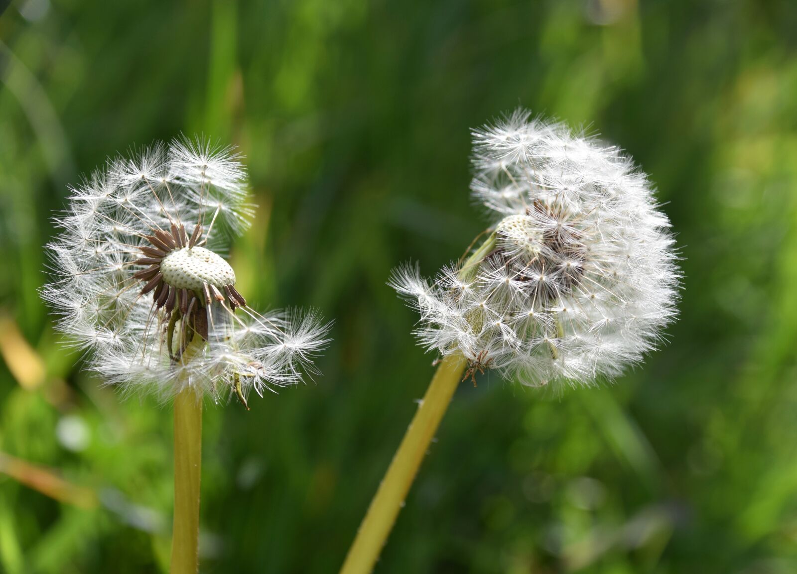 Nikon D5600 sample photo. Egret of pisenlit, seeds photography