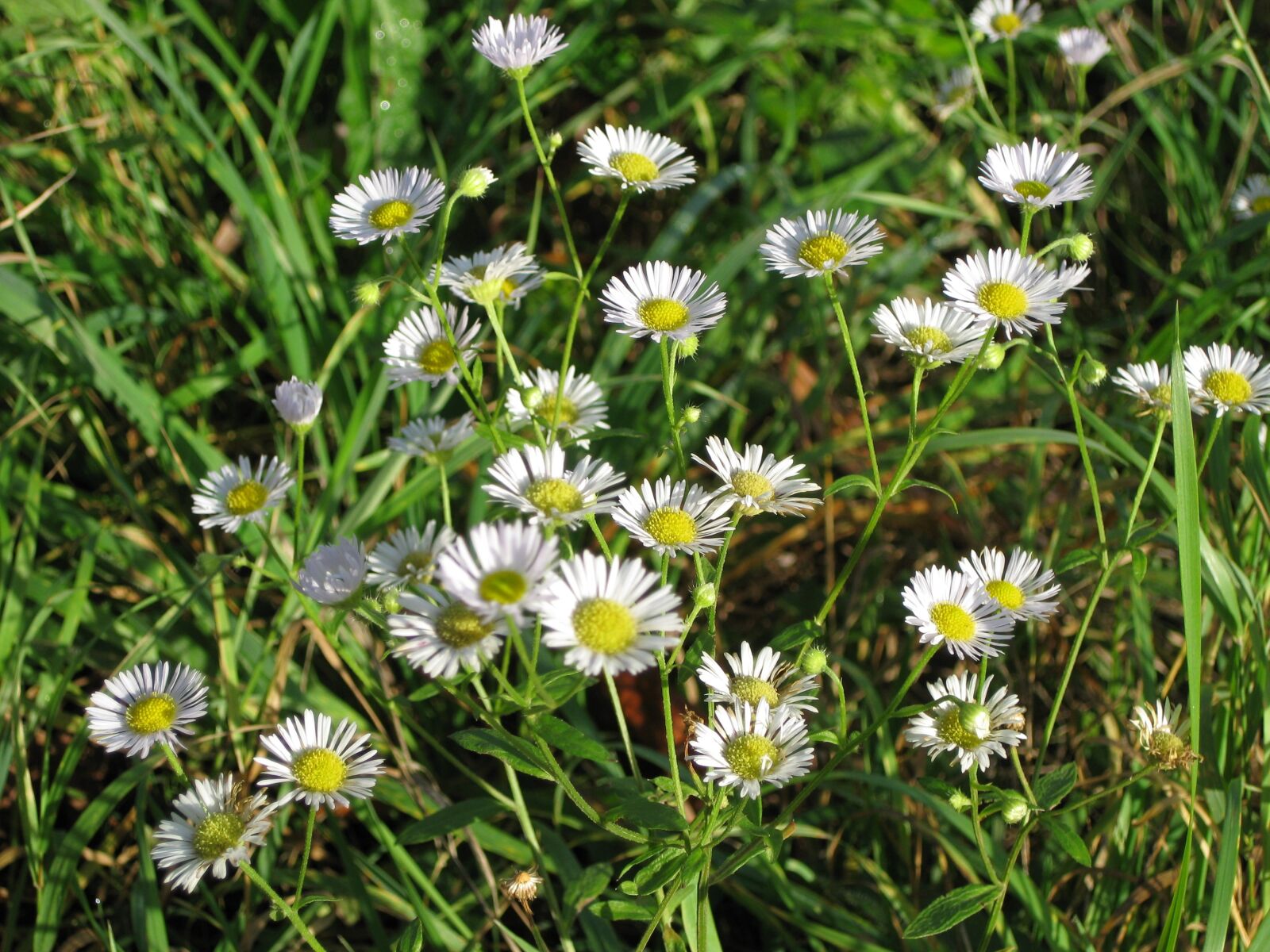 Canon PowerShot SD1100 IS (Digital IXUS 80 IS / IXY Digital 20 IS) sample photo. Daisy, wild flower, white photography