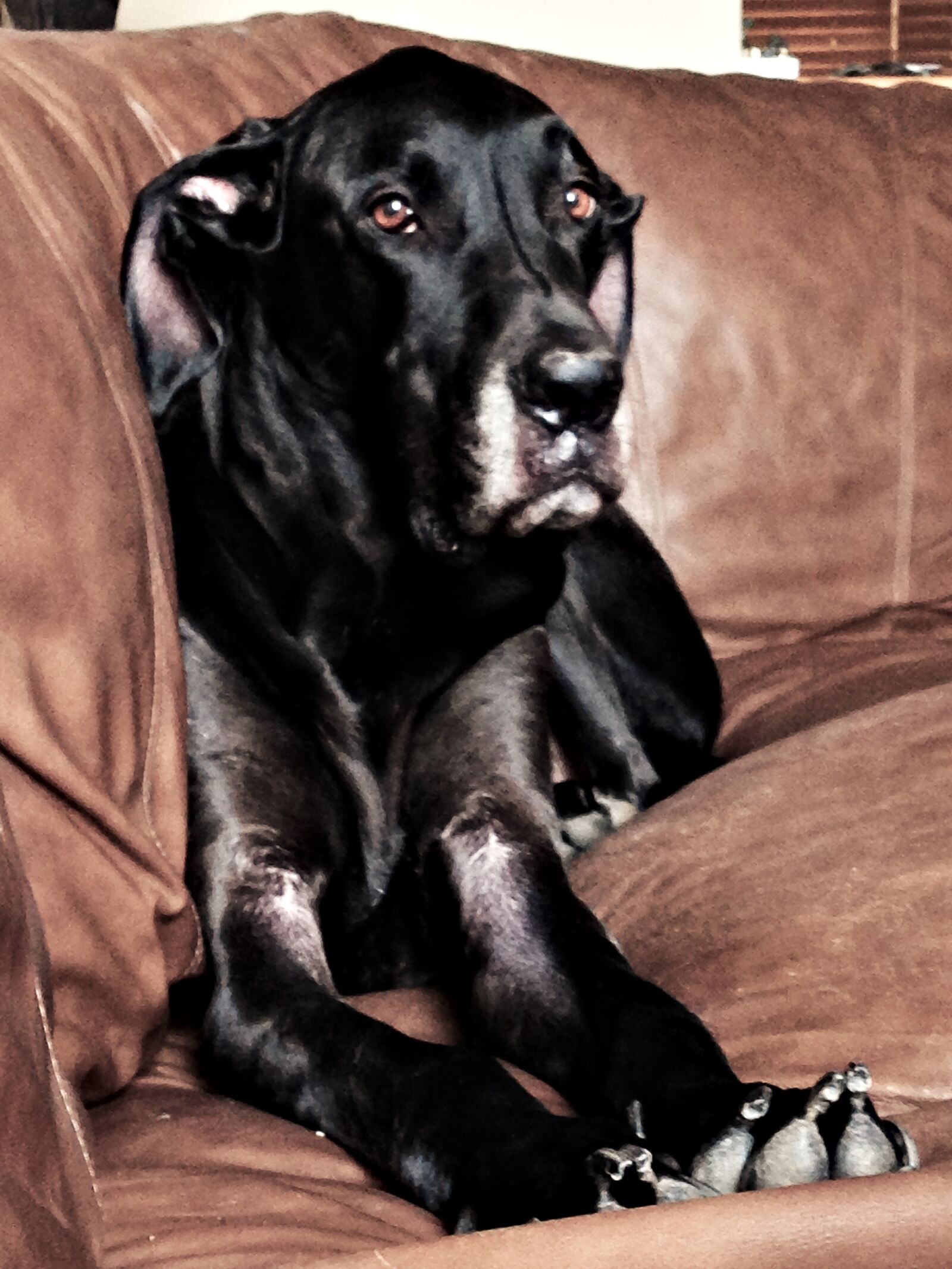 Apple iPhone 5 sample photo. Great dane, dog, pet photography