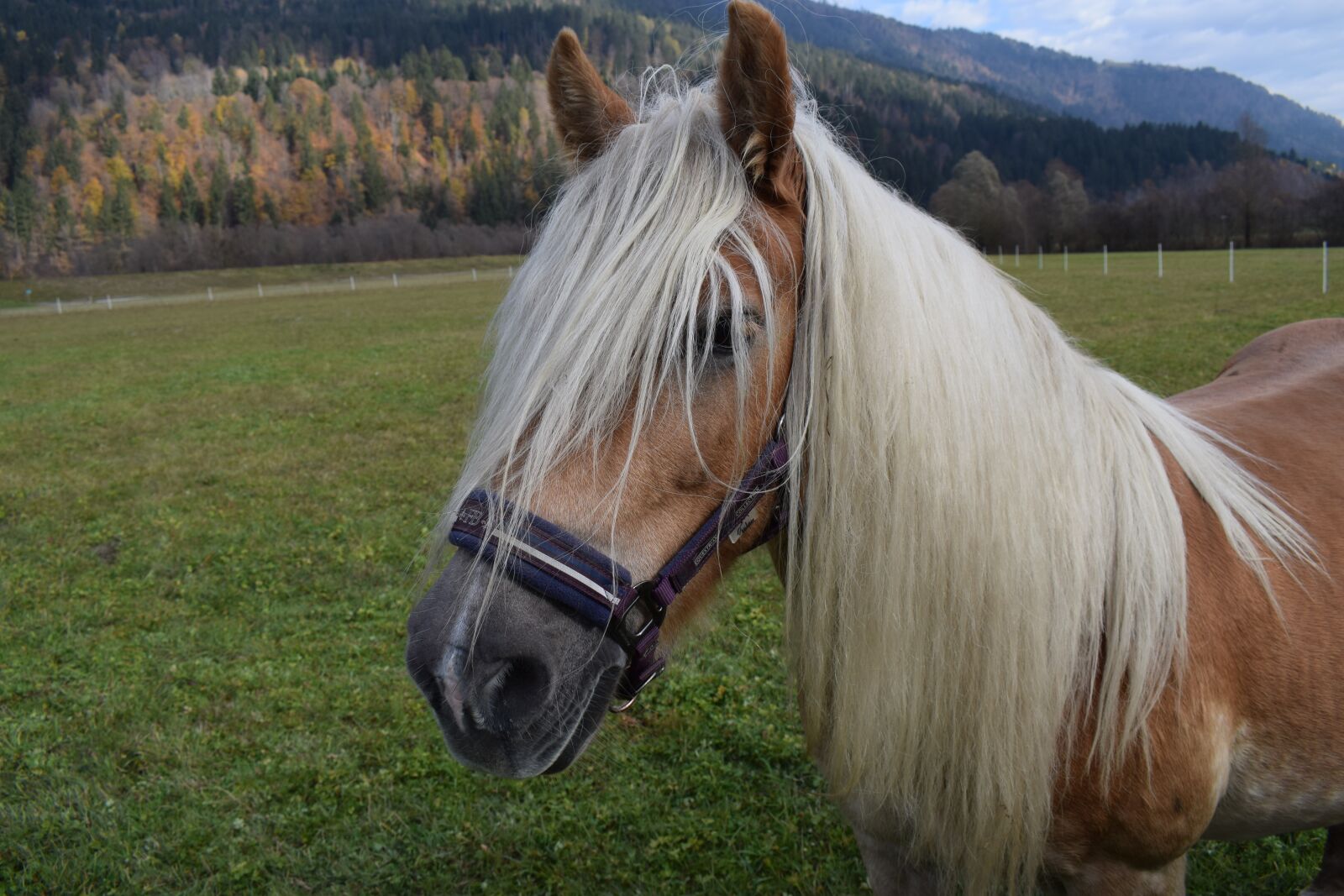 Nikon D3300 sample photo. Haflinger, horse, pasture photography
