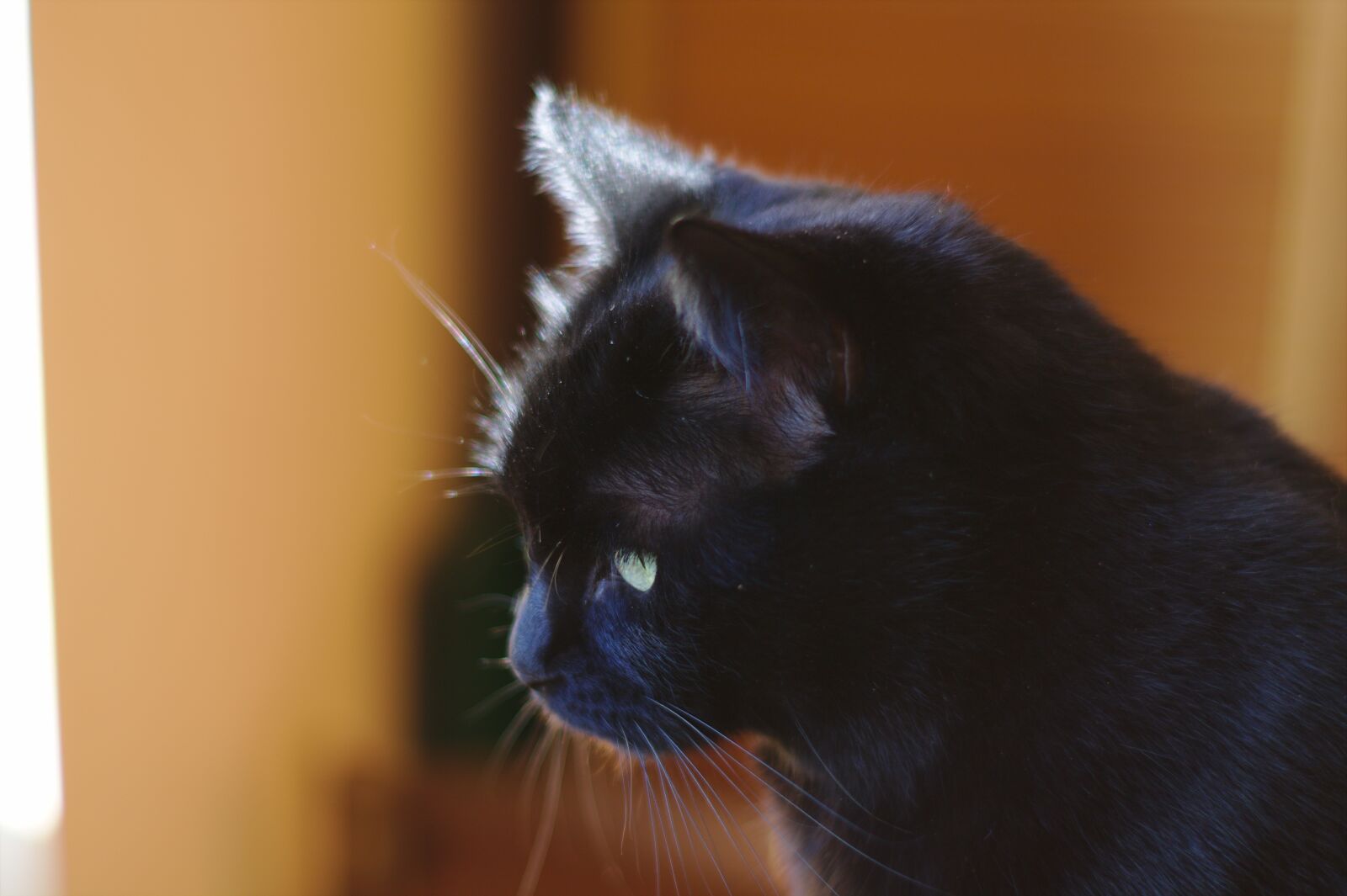 Canon EOS 1100D (EOS Rebel T3 / EOS Kiss X50) sample photo. Cat, feline, black photography