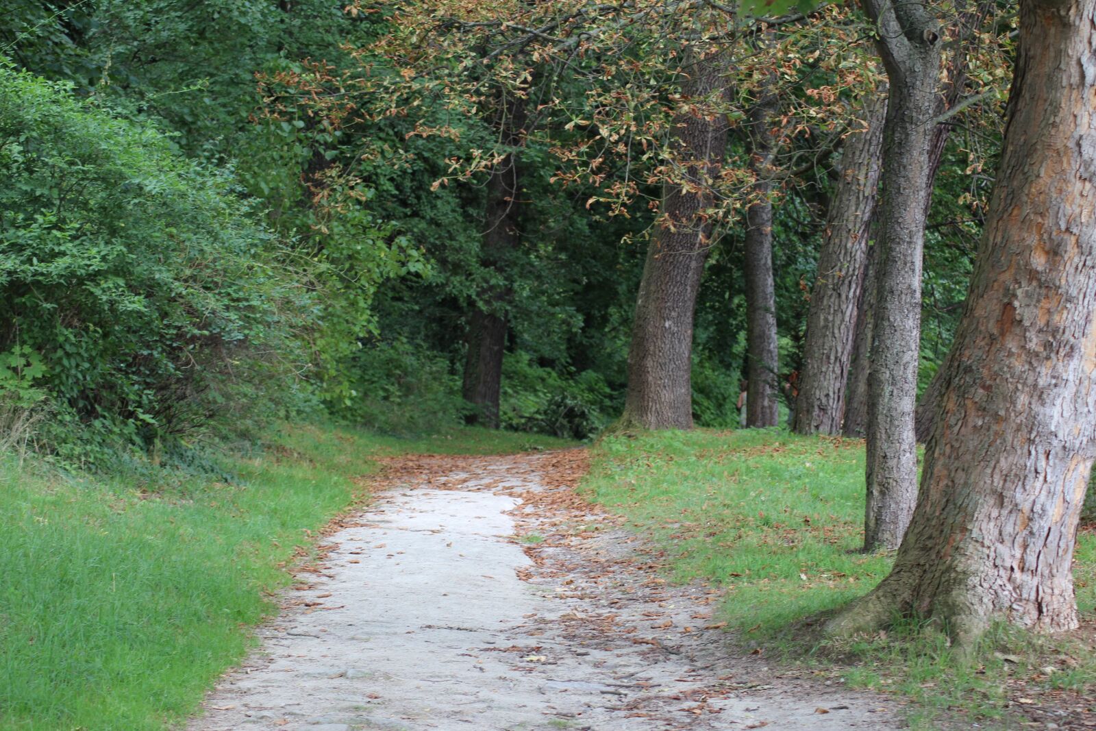 Canon EOS 1200D (EOS Rebel T5 / EOS Kiss X70 / EOS Hi) sample photo. Path, in the forest photography