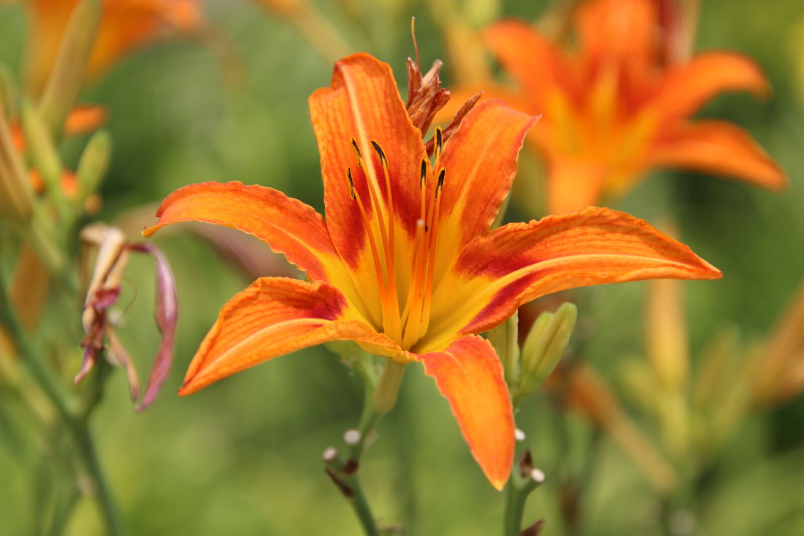 Canon EOS 600D (Rebel EOS T3i / EOS Kiss X5) sample photo. Flower, summer, summer flower photography