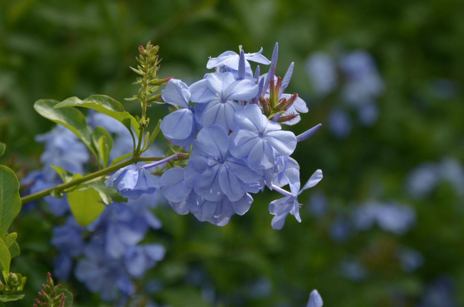 Nikon D7000 sample photo. Flowers, guatemala, flower photography