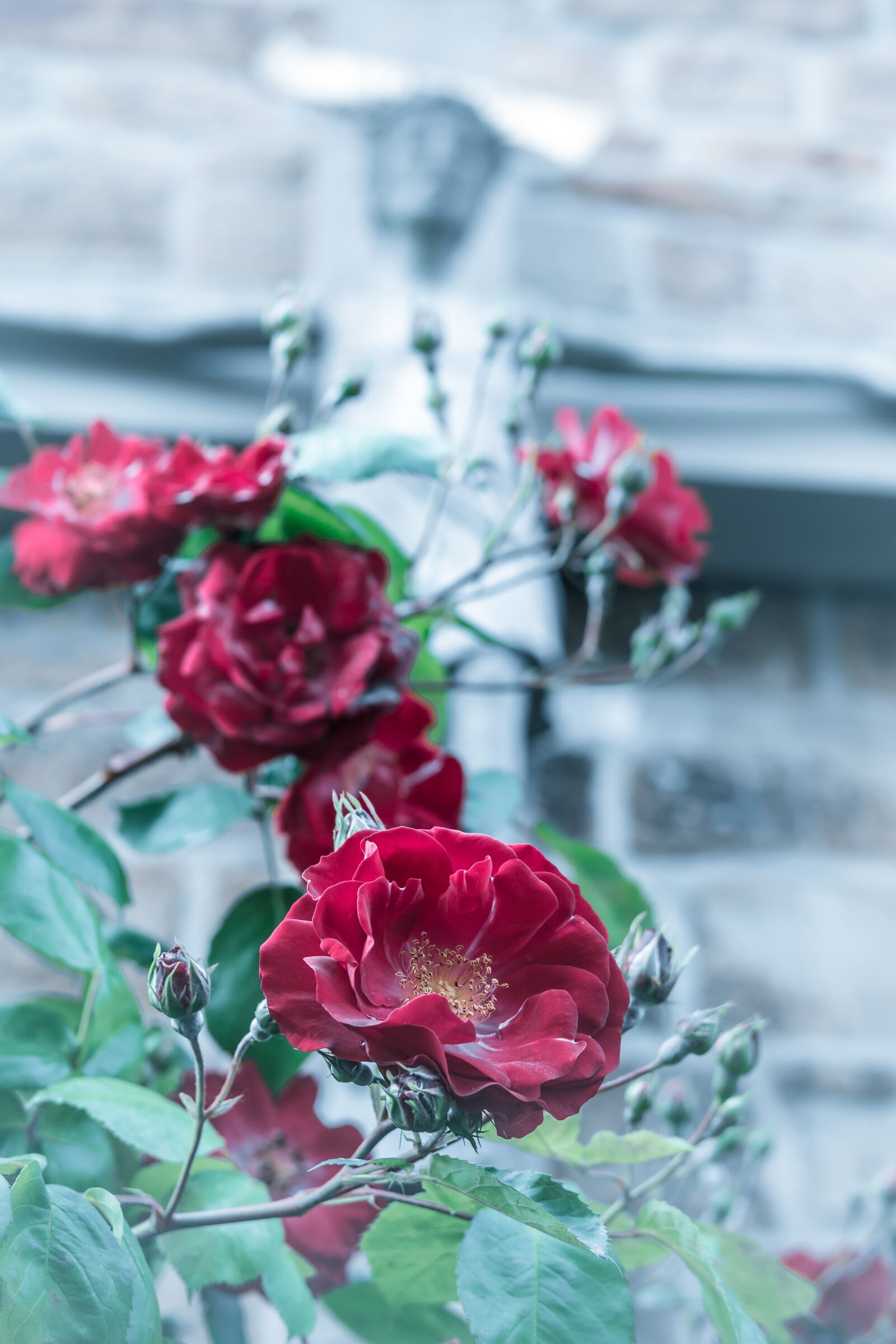 Samsung NX300M sample photo. Rose, cross, jesus photography