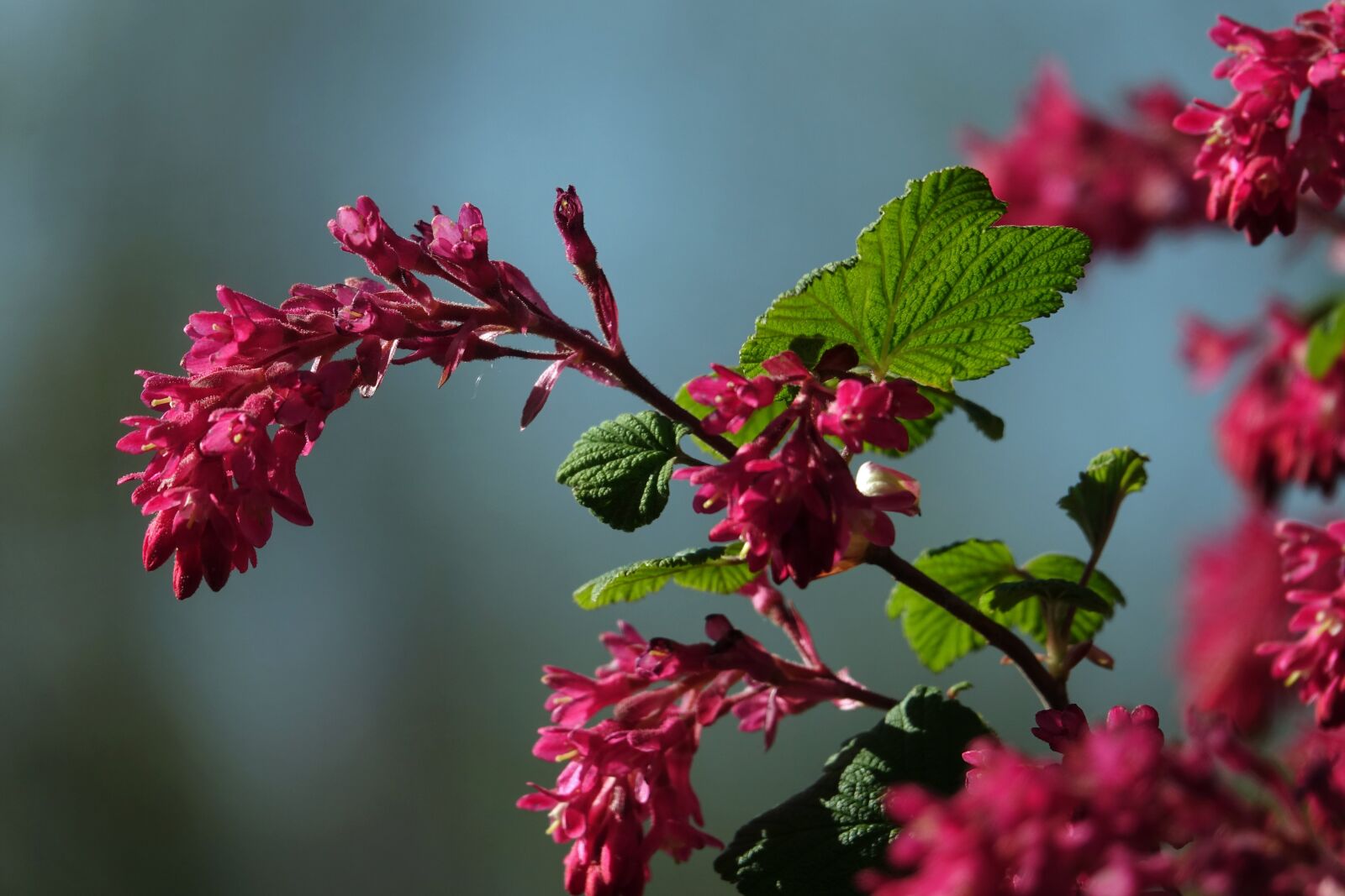 Sony Cyber-shot DSC-RX10 III sample photo. Blossom, the red ribes photography