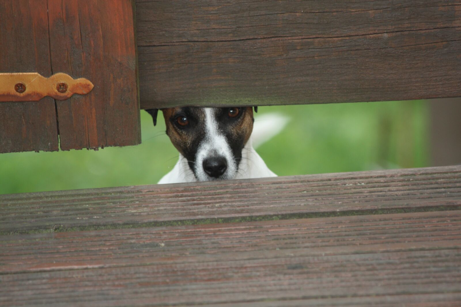 Canon EOS 450D (EOS Rebel XSi / EOS Kiss X2) sample photo. Dog, terrier, eyes photography