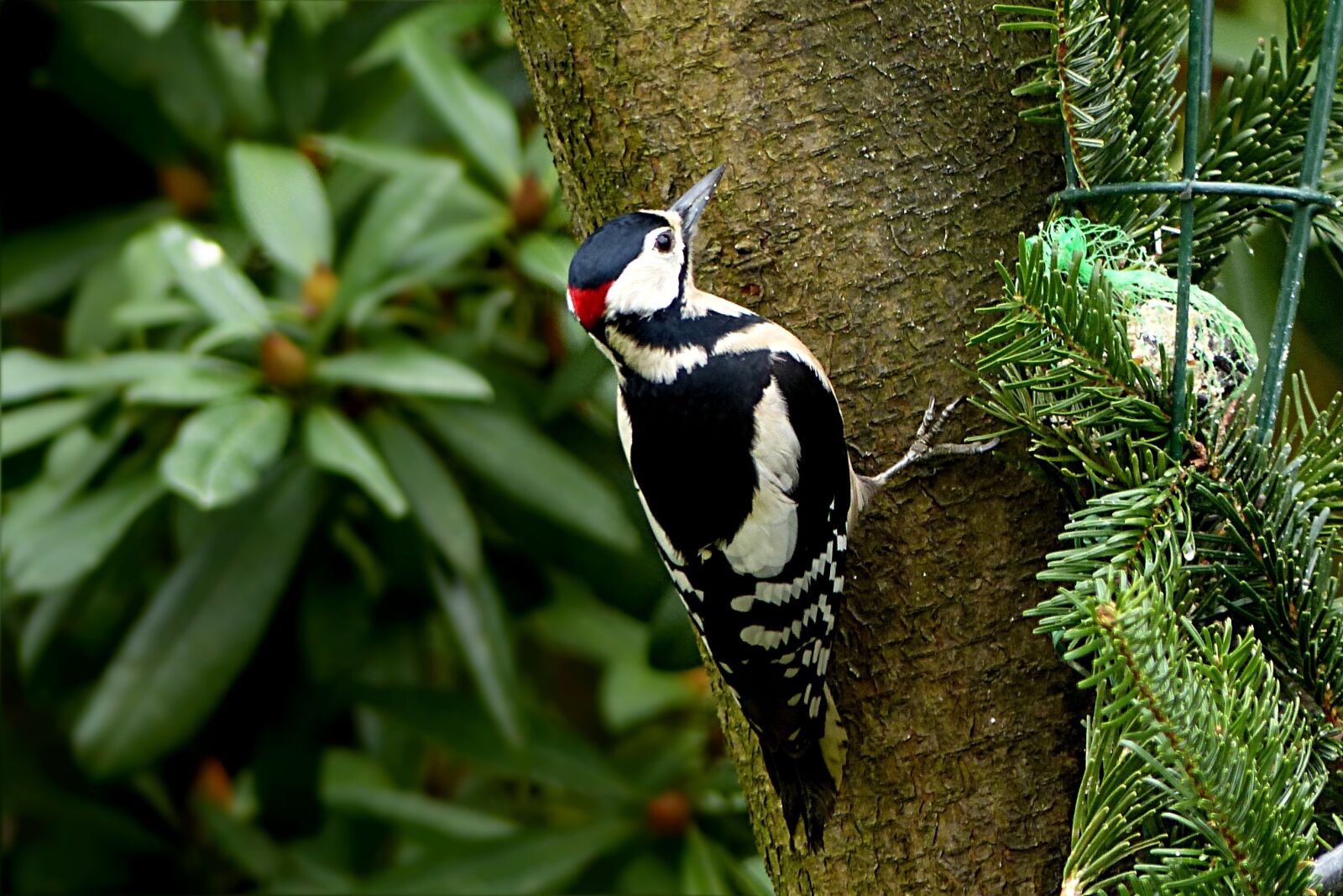 Panasonic Lumix DMC-FZ200 sample photo. Bird, great spotted woodpecker photography