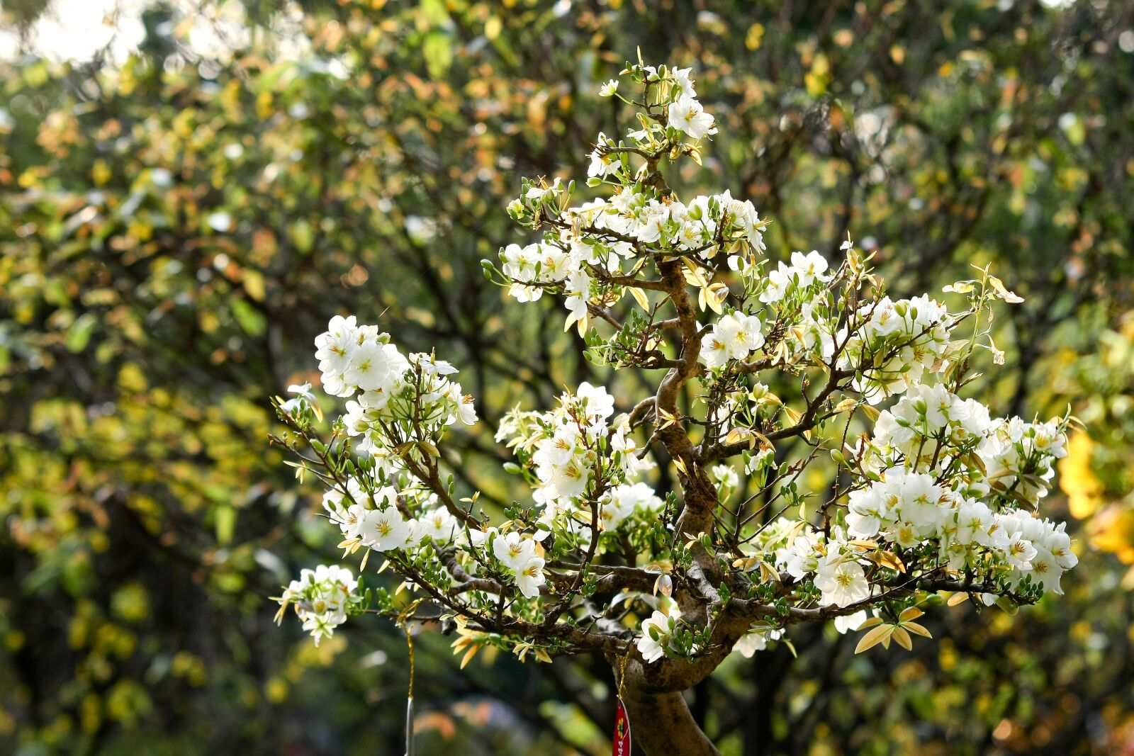 Canon EOS 40D sample photo. Scenery, flower, green photography